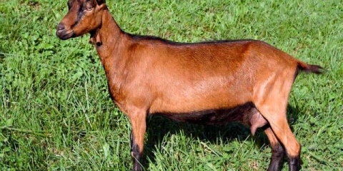 Alpska pasmina koza: karakteristike i sadržaj